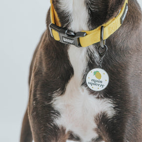 Dog Collar Tag - Main Squeeze