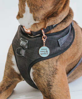 Dog Collar Tag - Sweet, Sassy, and Spoiled