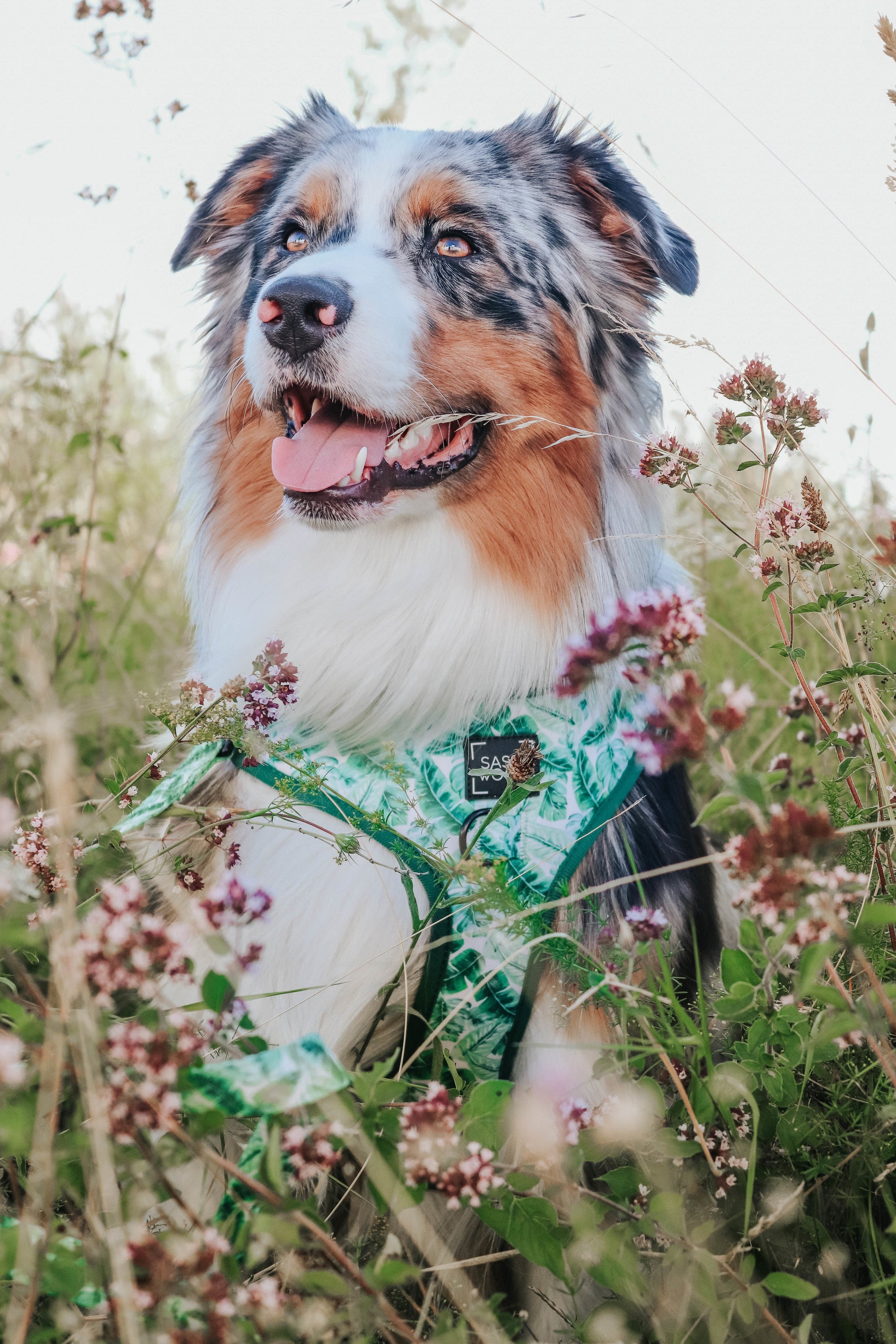 INFLUENCER_CONTENT | @BAILEY_THE_AUSTRALIAN.SHEPHERD | SIZE L