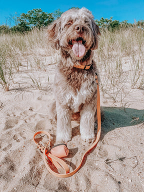 INFLUENCER_CONTENT | @HARLEYANDREMI_THEAUSSIEDOODS