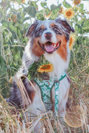 INFLUENCER_CONTENT | @BAILEY_THE_AUSTRALIAN.SHEPHERD