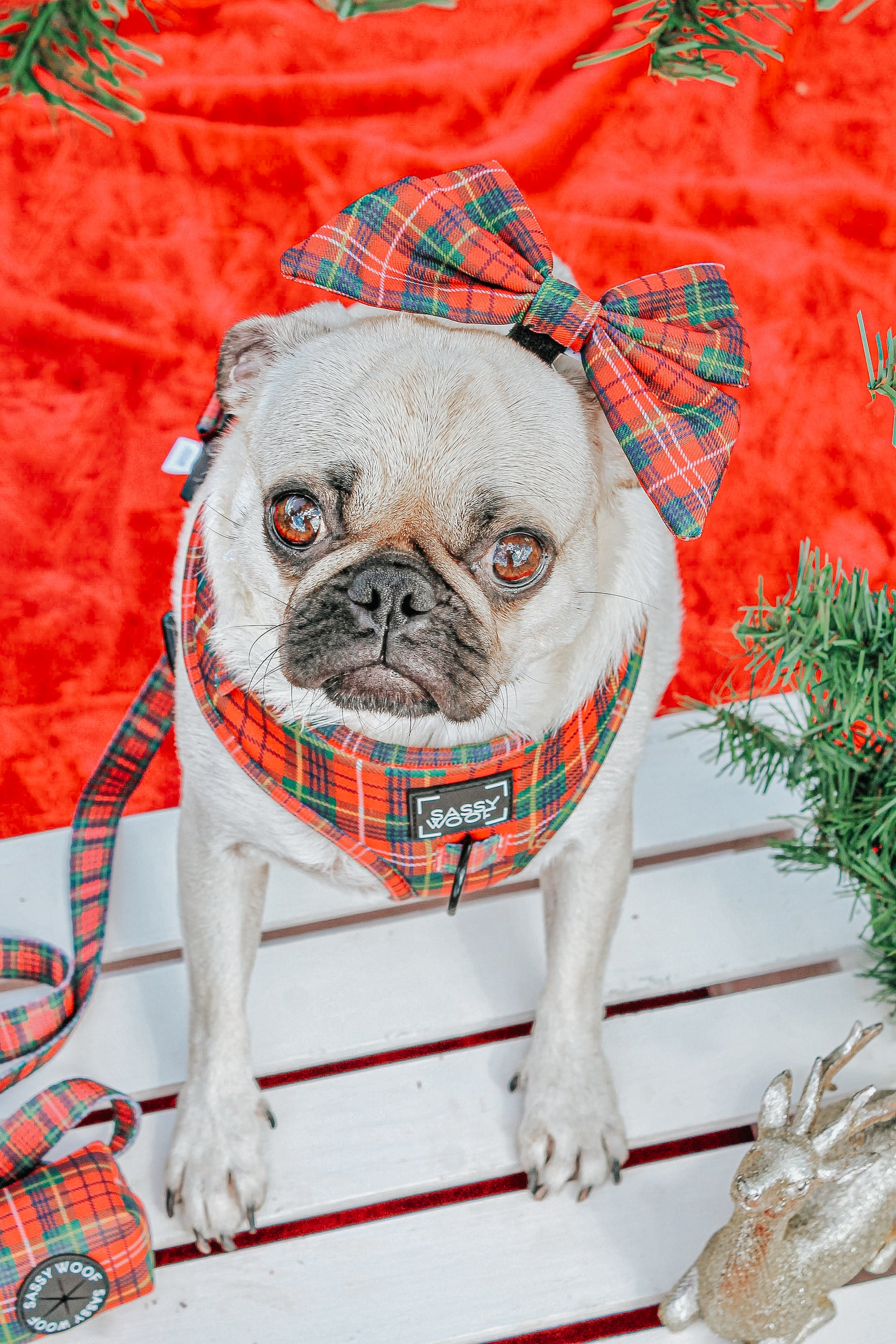 INFLUENCER_CONTENT | @LITTLEMISSYTHEPUG