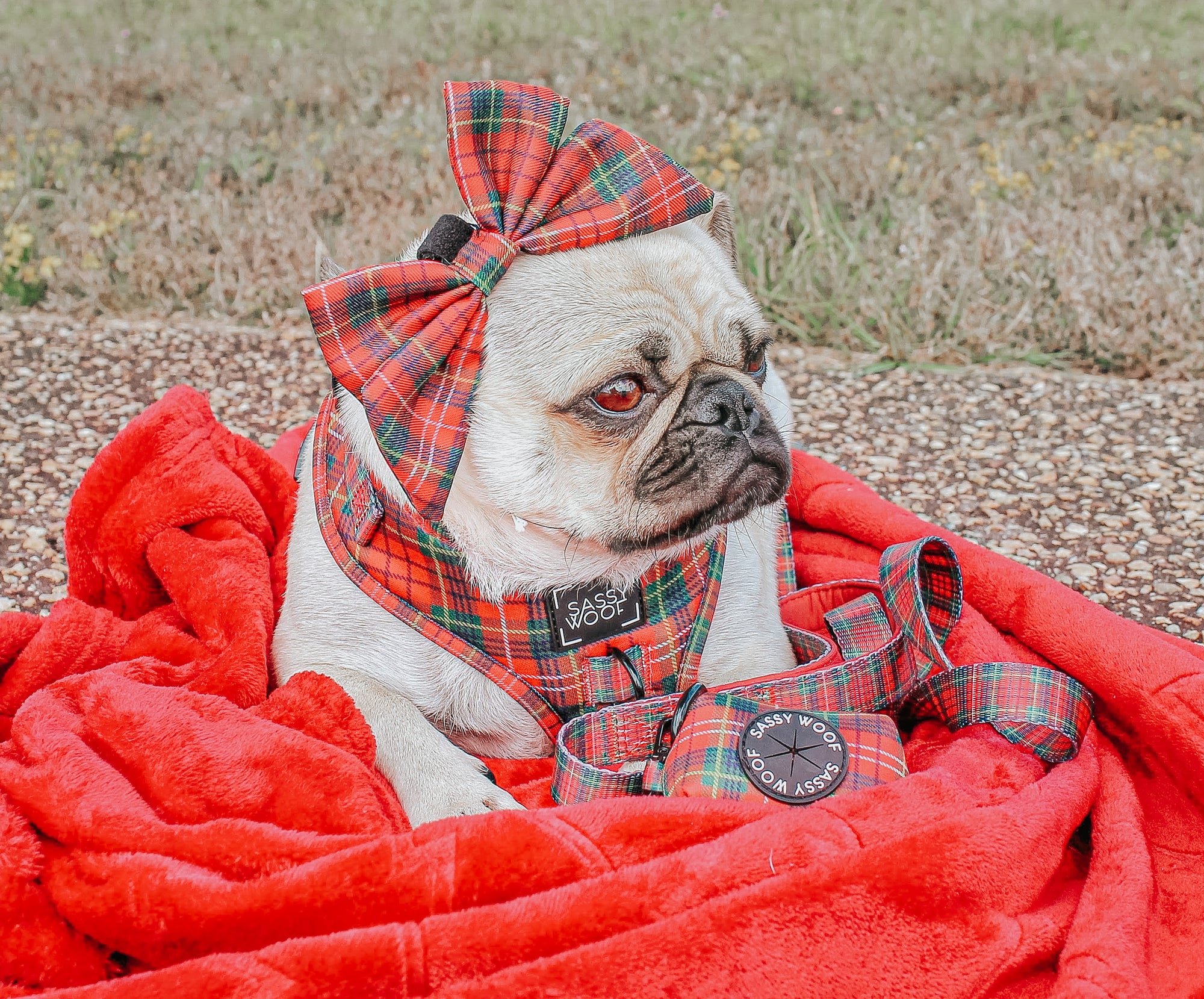 INFLUENCER_CONTENT | @LITTLEMISSYTHEPUG