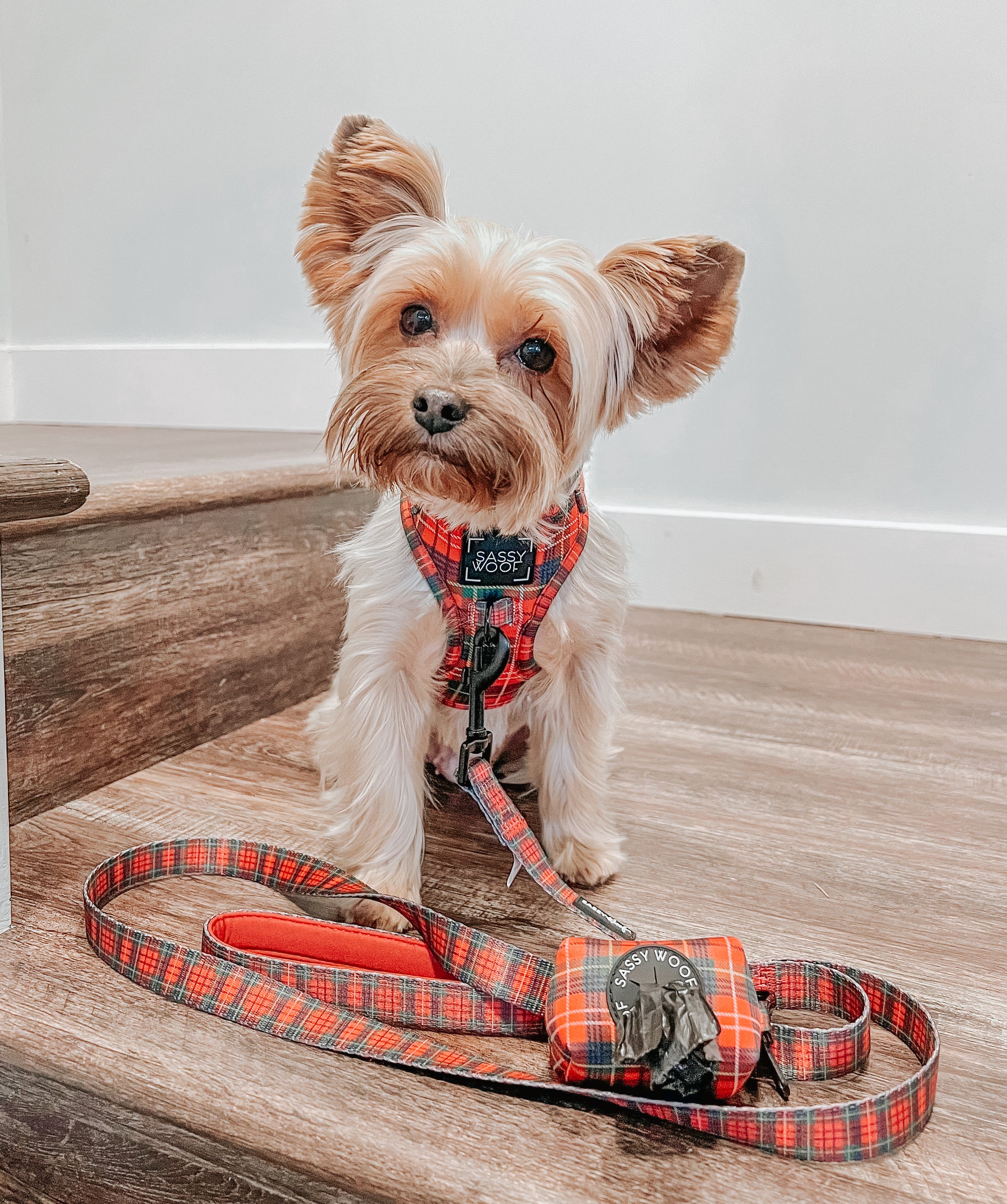 INFLUENCER_CONTENT | @EEVEE.THE.YORKIE
