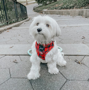 INFLUENCER_CONTENT | @ROCKYNYCMORKIE | SIZE XS