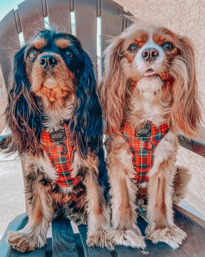 INFLUENCER_CONTENT | @THATDOGBODHI | SIZE S + M