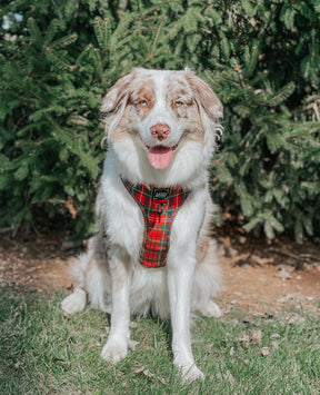 INFLUENCER_CONTENT | @MILATHEAUSSIEDOG | SIZE L