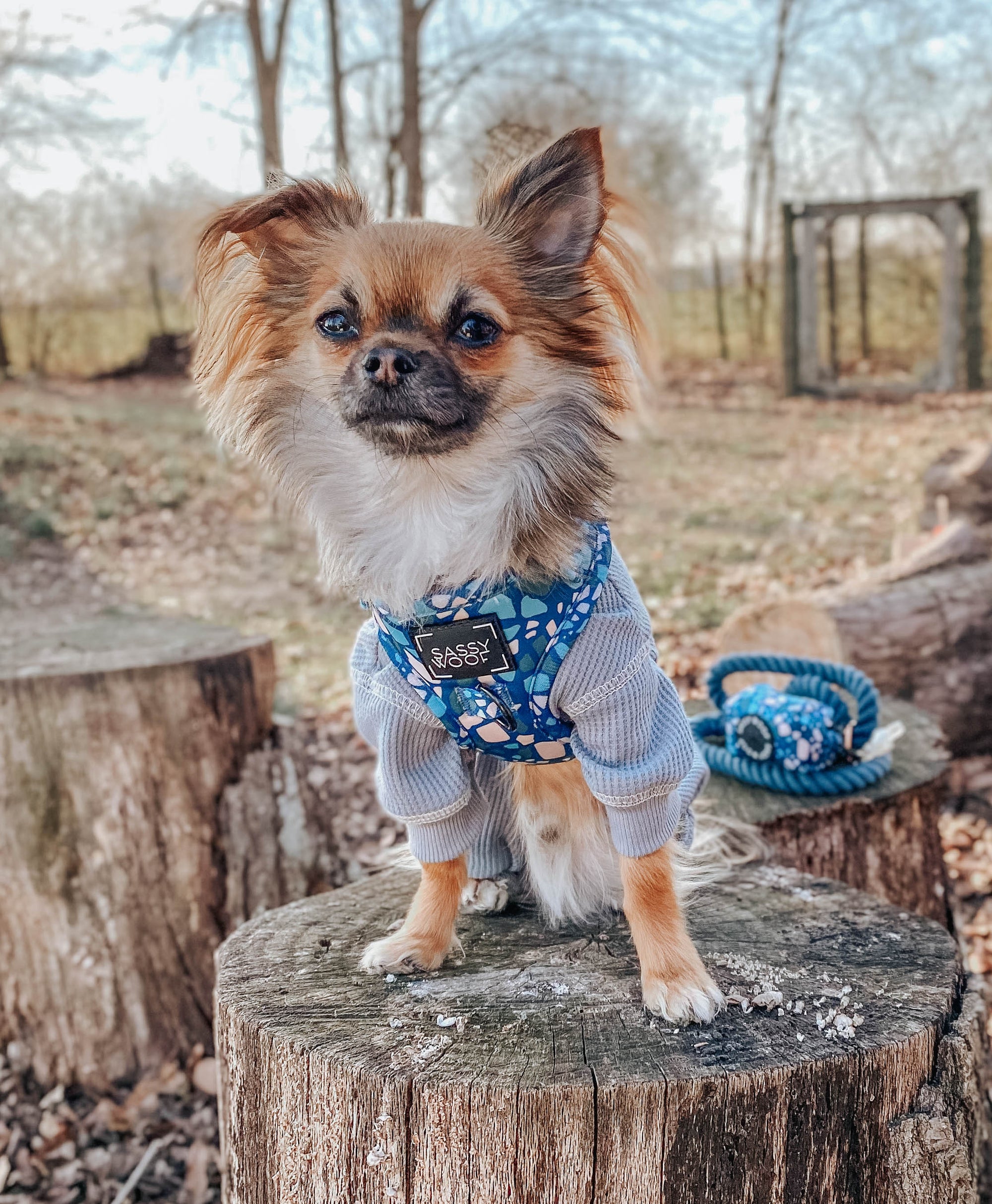 INFLUENCER_CONTENT | @MOCHI_THECHIHUAHUA1