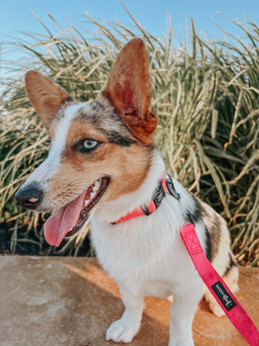 Dog Collar - Neon Pink