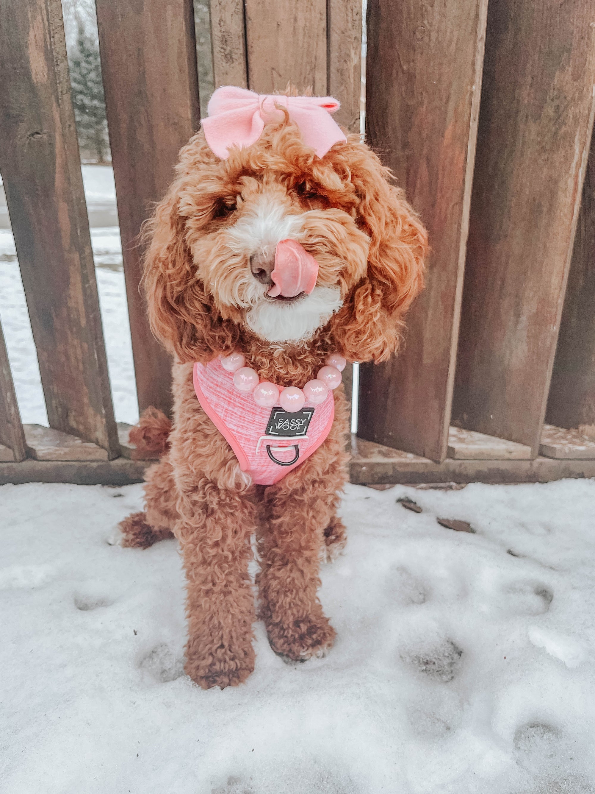 INFLUENCER_CONTENT | @GRACIE.LITTLE.LABRADOODLE | SIZE S