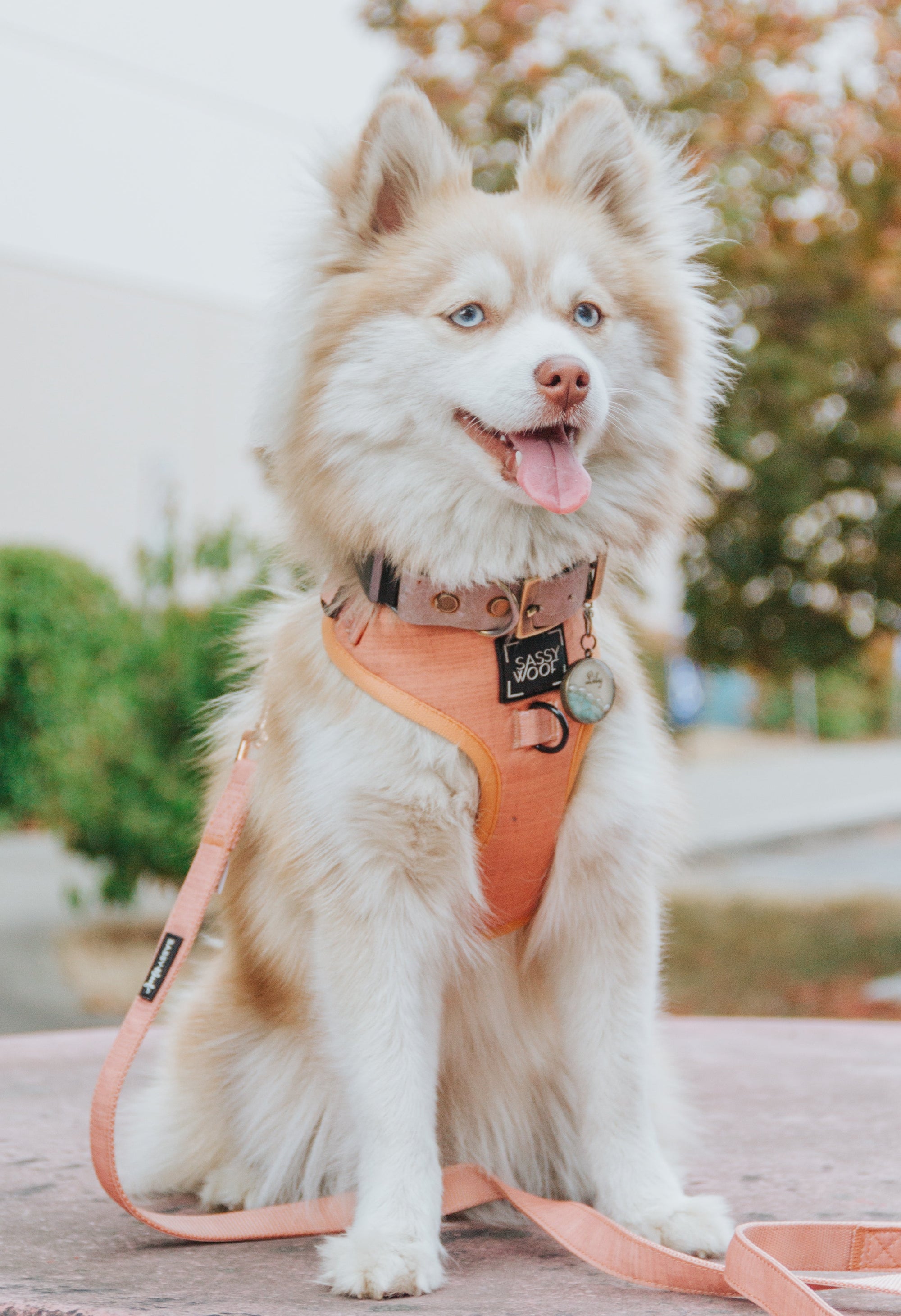 INFLUENCER_CONTENT | @ROSEY.LILY.POMSKIES | SIZE S
