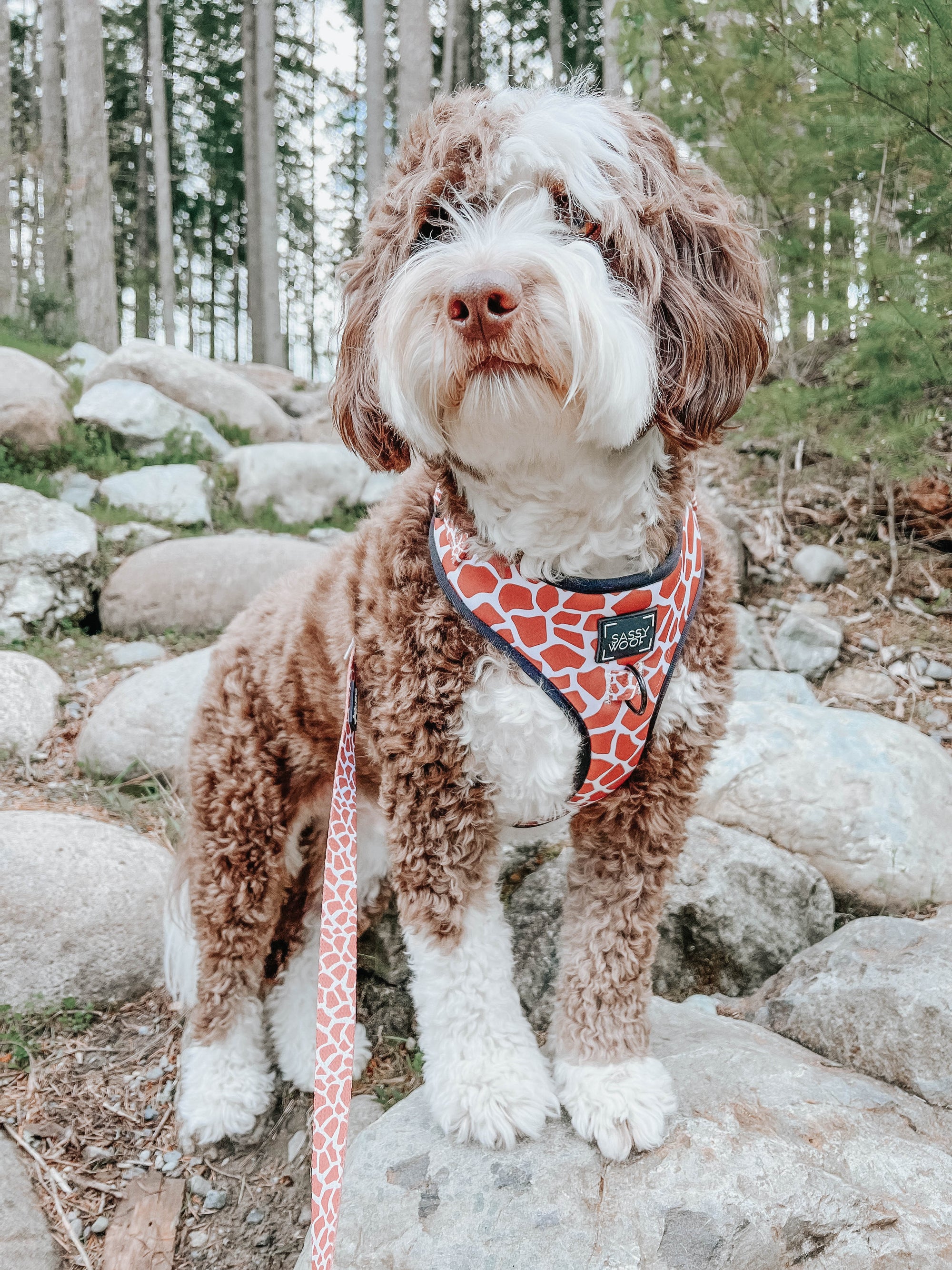 INFLUENCER_CONTENT | @SULLIVAN_THEAUSSIEDOODLE | SIZE L