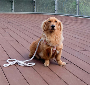 Dog Rope Leash - Serenity