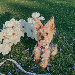 INFLUENCER_CONTENT | @KIWITHEMORKIEE | SIZE XXS