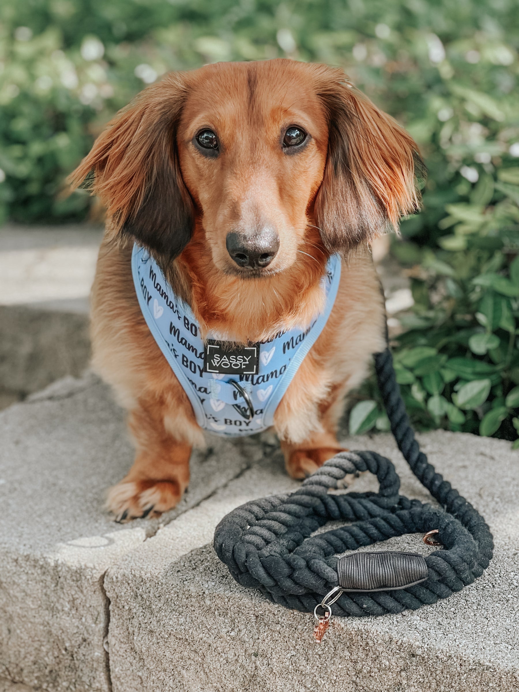 A Short Haired Miniature Dachshund on a Lead and Wearing a Harness
