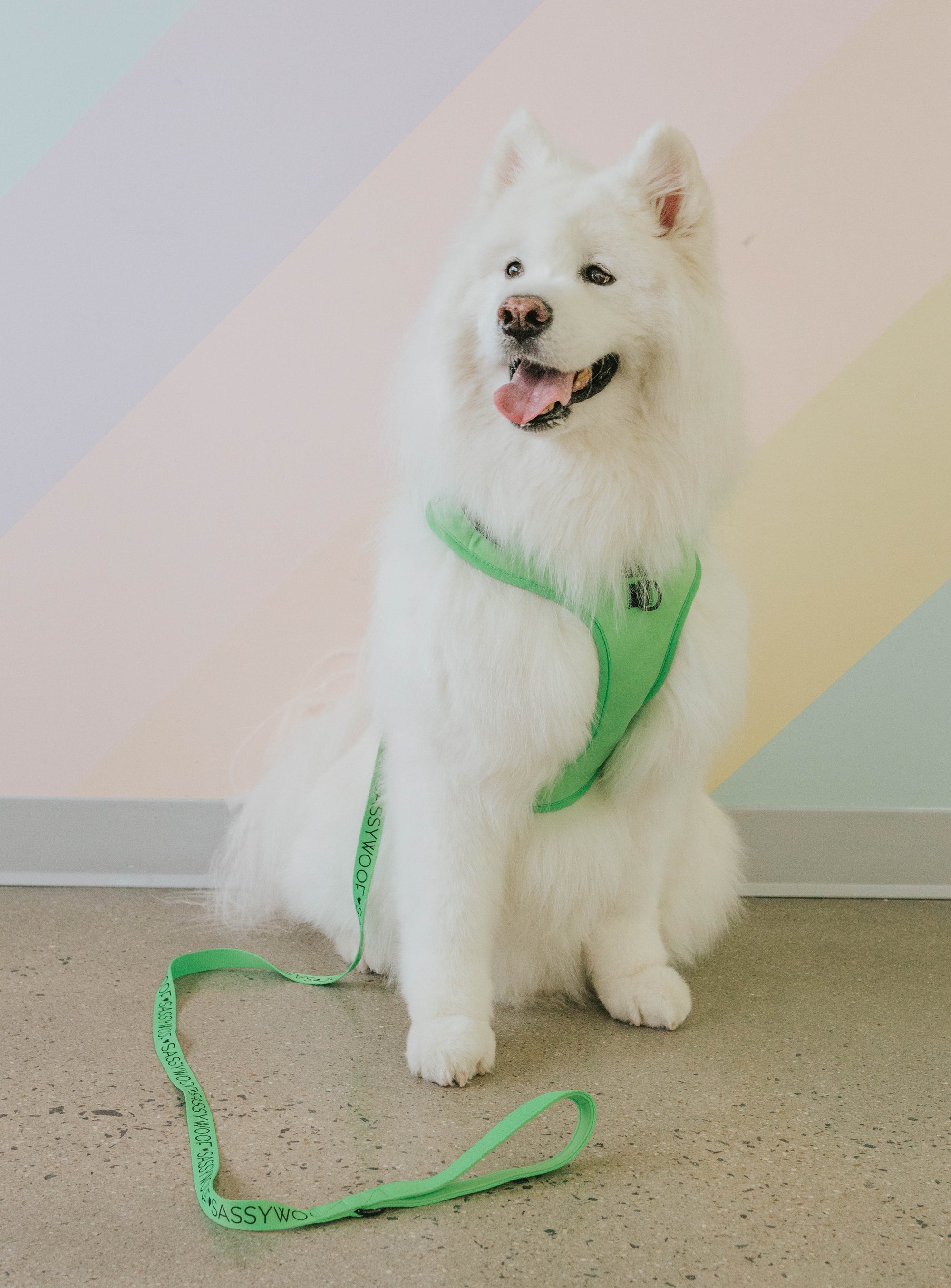 INFLUENCER_CONTENT | @MELLOWTHESAMOYED