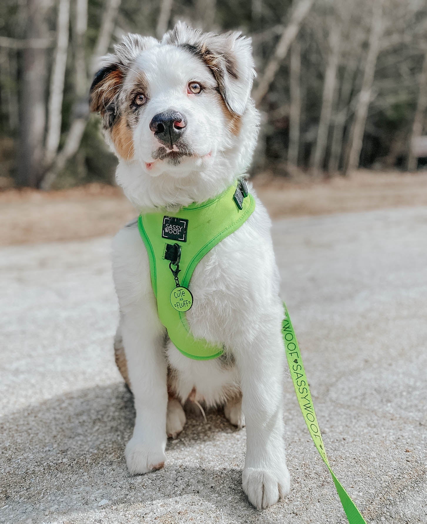 INFLUENCER_CONTENT | @GUS_THE_AUSTRALIANSHEPHERD