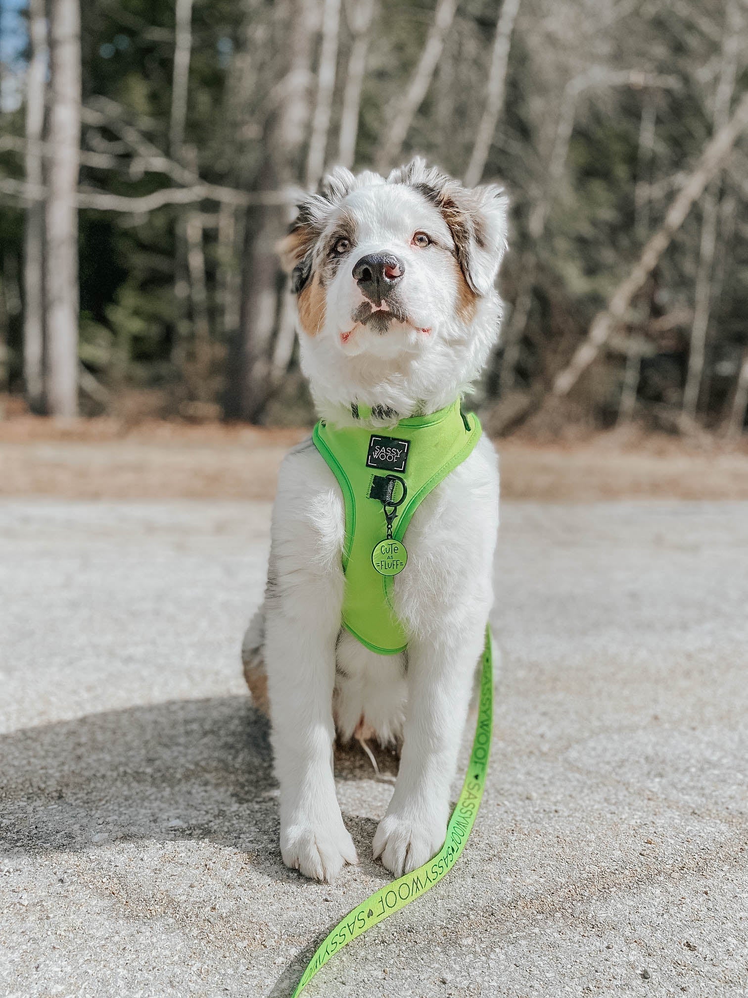 INFLUENCER_CONTENT | @GUS_THE_AUSTRALIANSHEPHERD | SIZE L