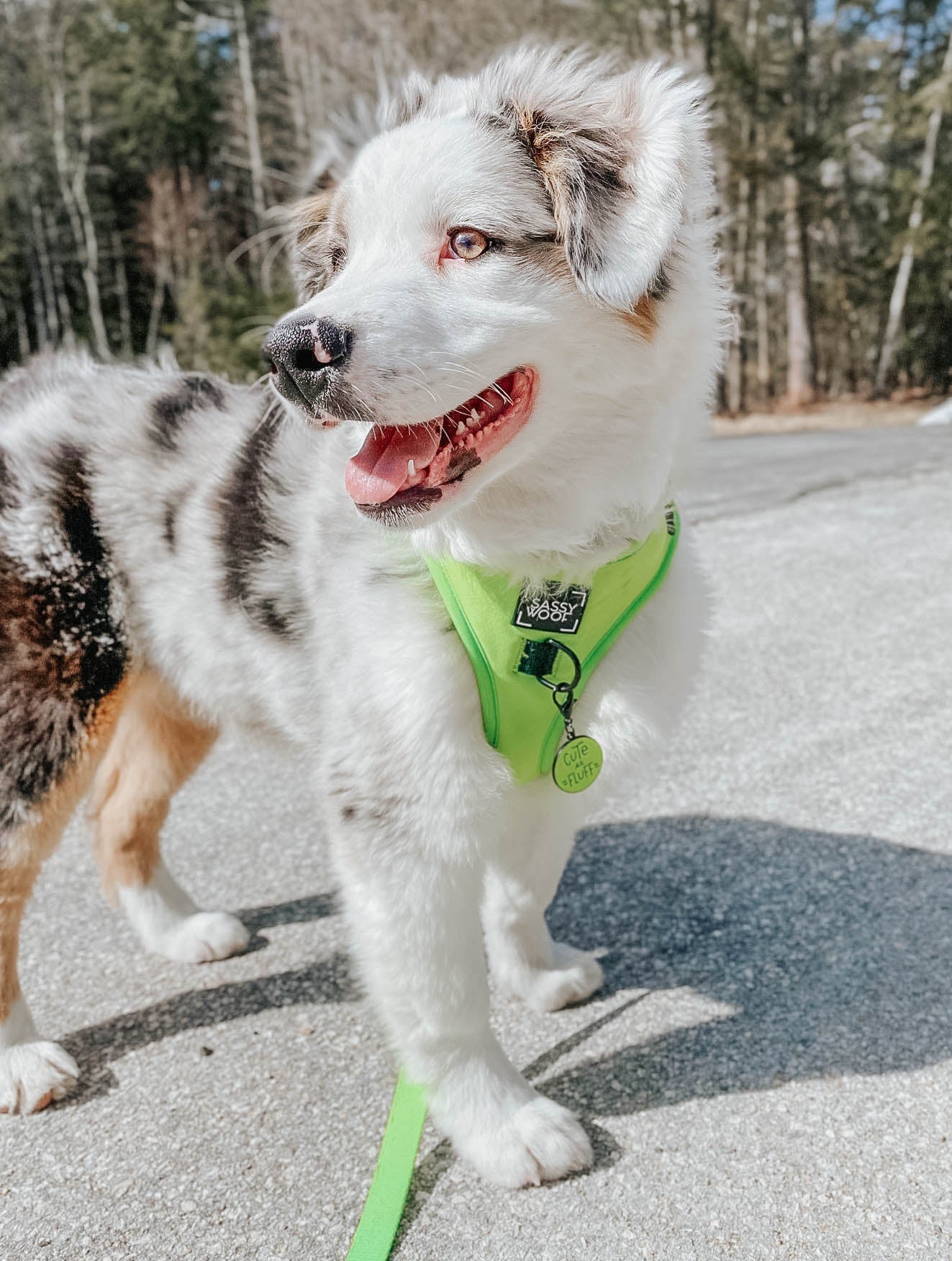 INFLUENCER_CONTENT | @GUS_THE_AUSTRALIANSHEPHERD | SIZE L