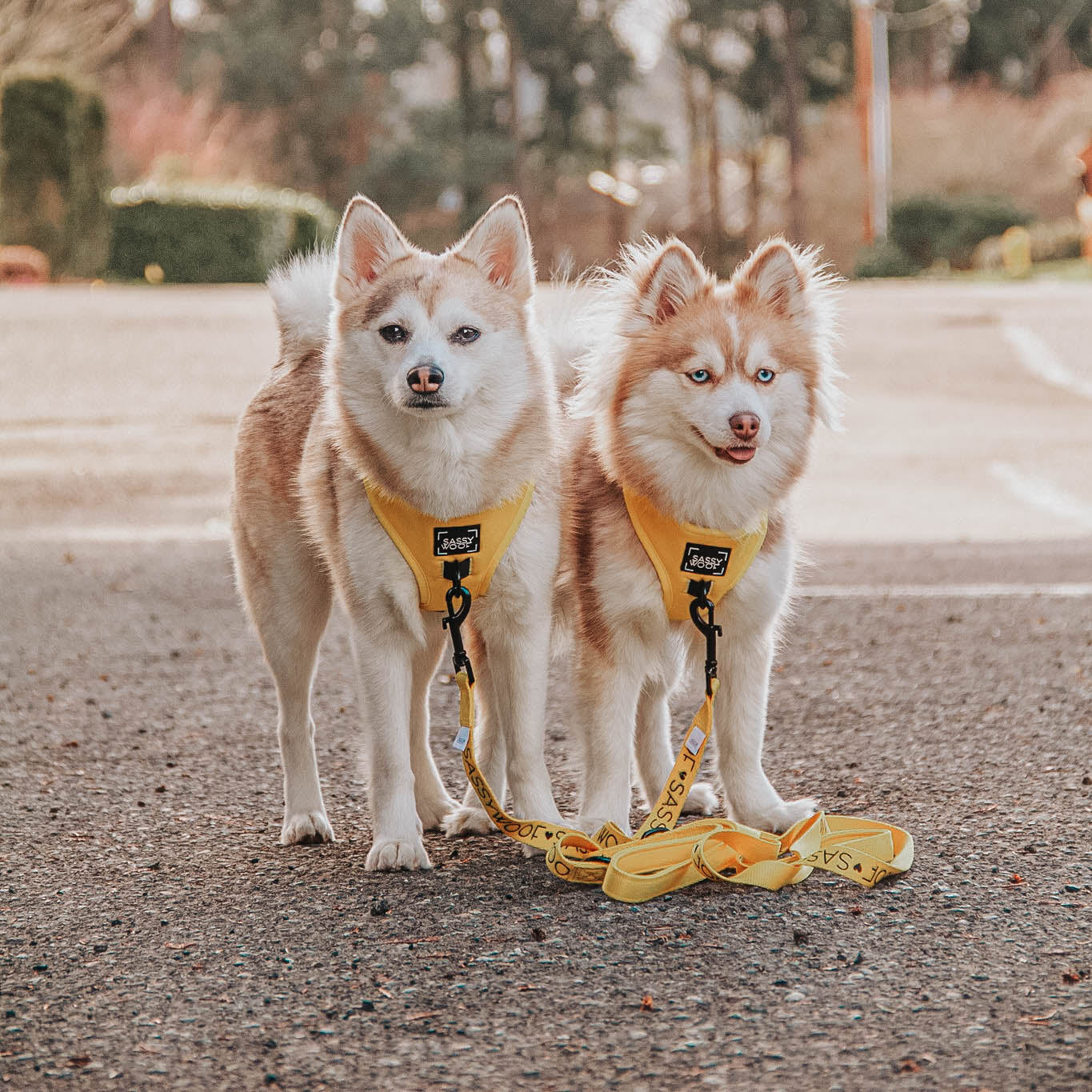 INFLUENCER_CONTENT | @ROSEY.LILY.POMSKIES