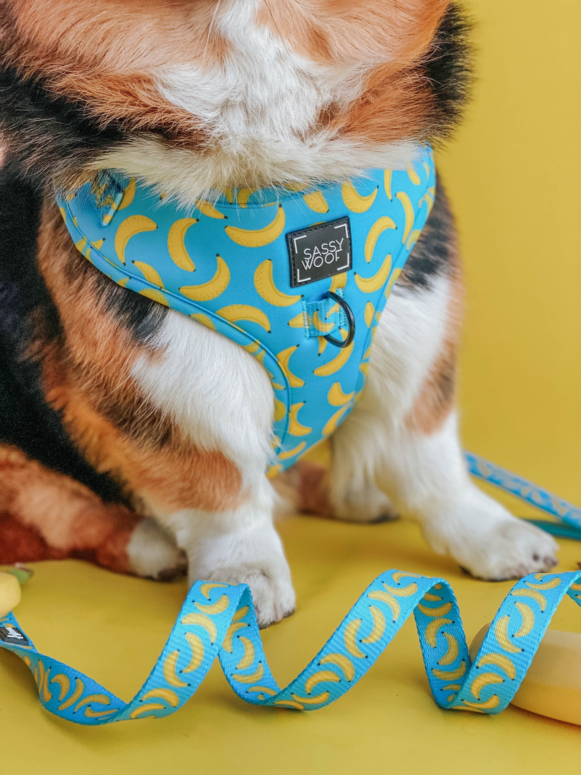 INFLUENCER_CONTENT | @HAN.THE.CORGI | SIZE L