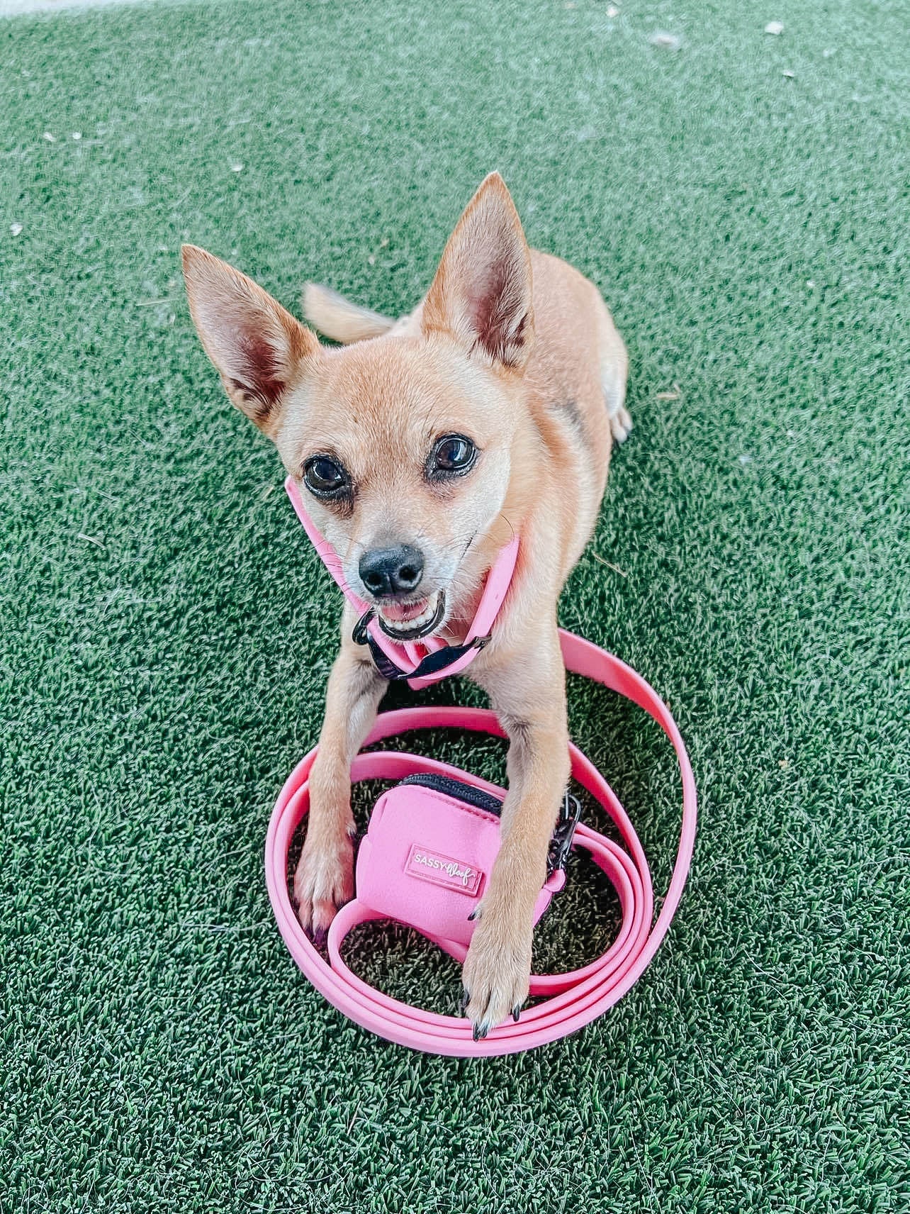 INFLUENCER_CONTENT | @MARILYNTHECHIHUAHUA