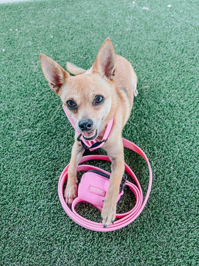 INFLUENCER_CONTENT | @MARILYNTHECHIHUAHUA