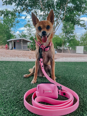 INFLUENCER_CONTENT | @MARILYNTHECHIHUAHUA | SIZE S