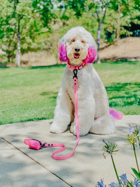 INFLUENCER_CONTENT | @LUCYLU_PAWSITIVEPUP