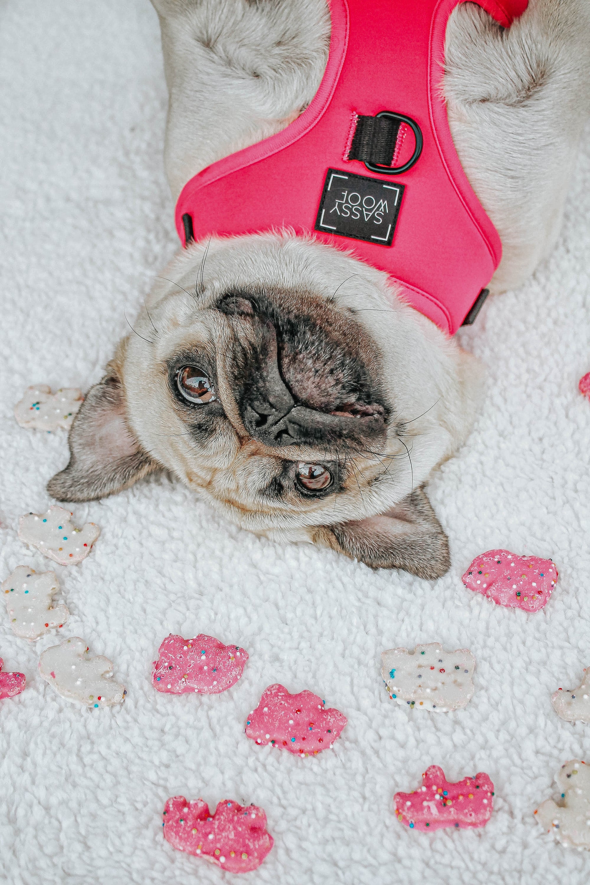 INFLUENCER_CONTENT | @LITTLEMISSYTHEPUG | SIZE S