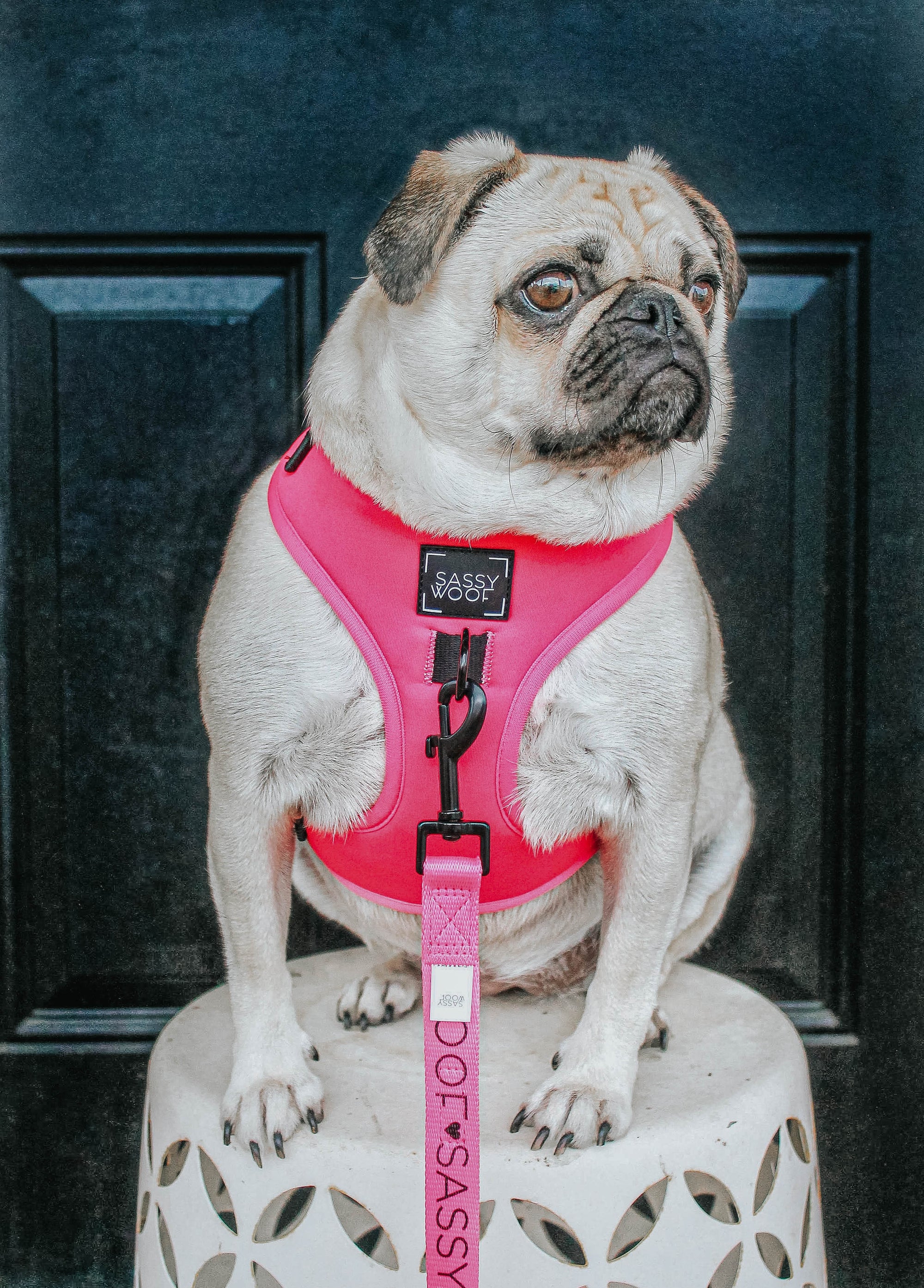 INFLUENCER_CONTENT | @LITTLEMISSYTHEPUG | SIZE S