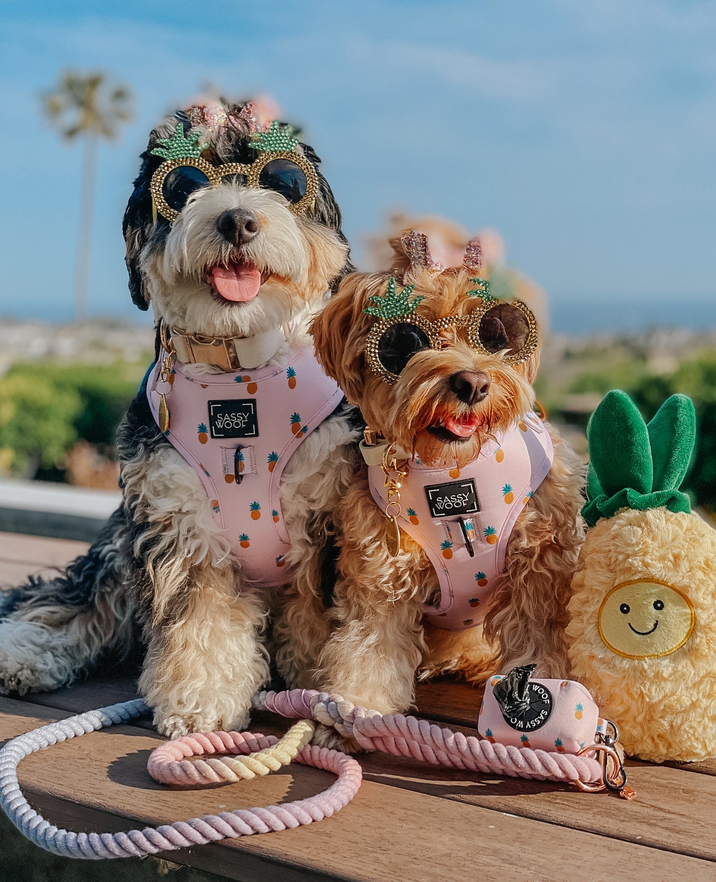 INFLUENCER_CONTENT | @MALTIPOO.KONA