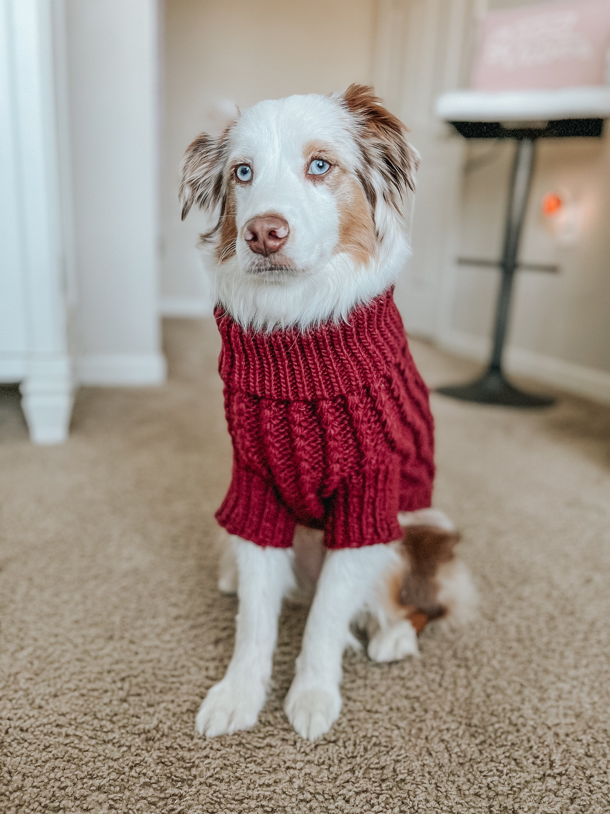 INFLUENCER_CONTENT | @ELLA.THEMINIAUSSIE | SIZE XXL