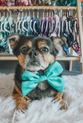 INFLUENCER_CONTENT | PACO