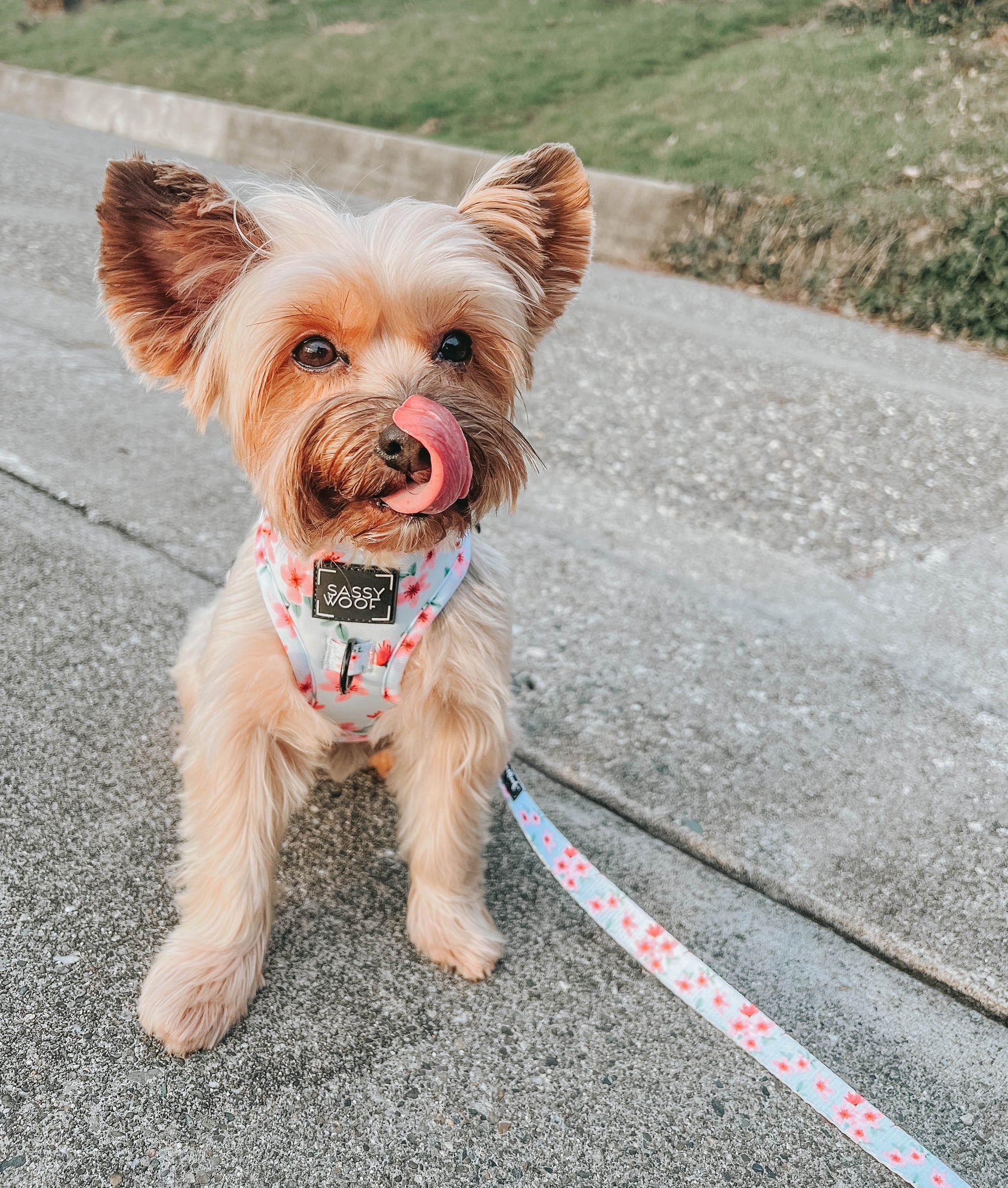 INFLUENCER_CONTENT | @EEVEE.THE.YORKIE | SIZE XXS