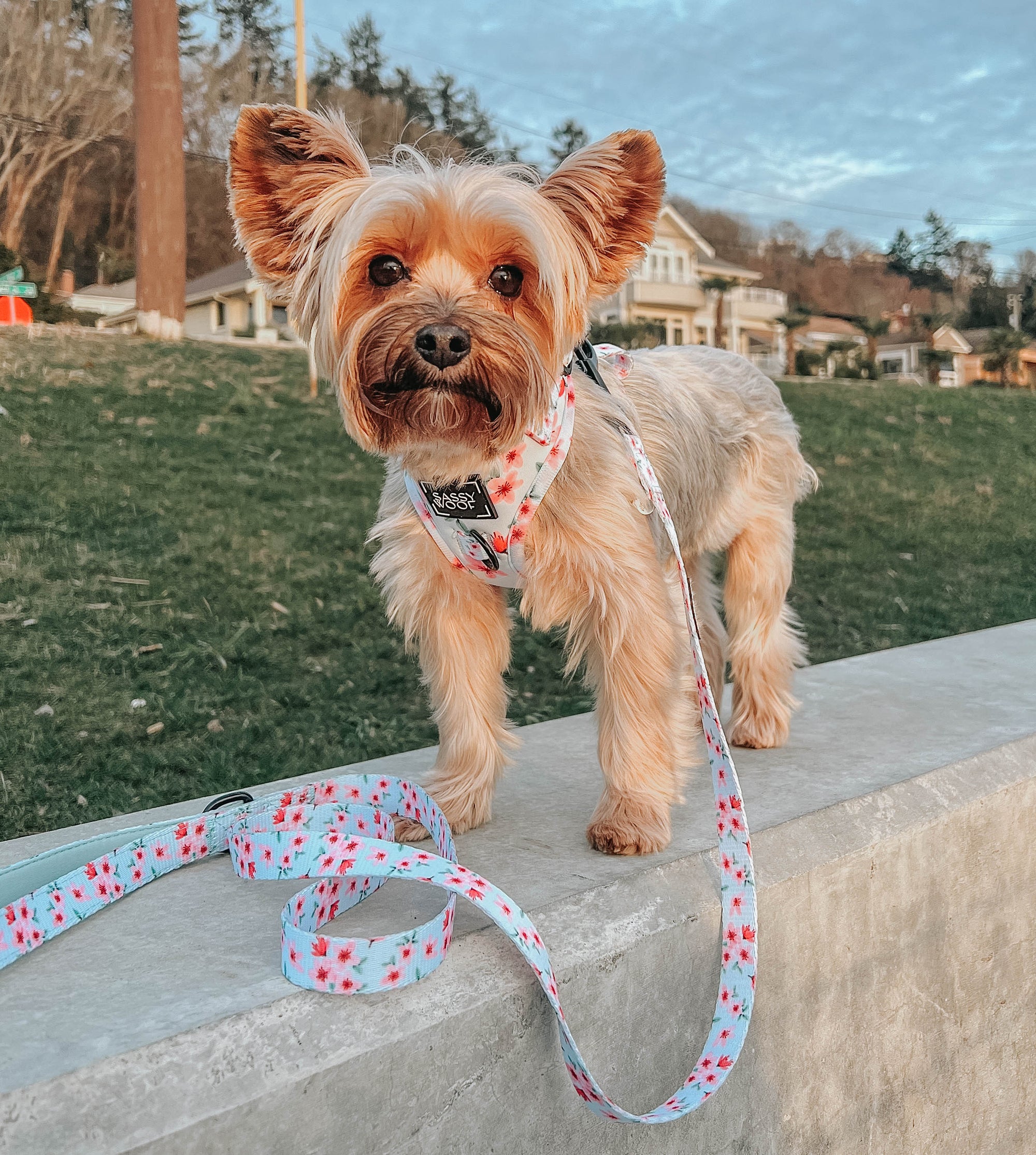 INFLUENCER_CONTENT | @EEVEE.THE.YORKIE |