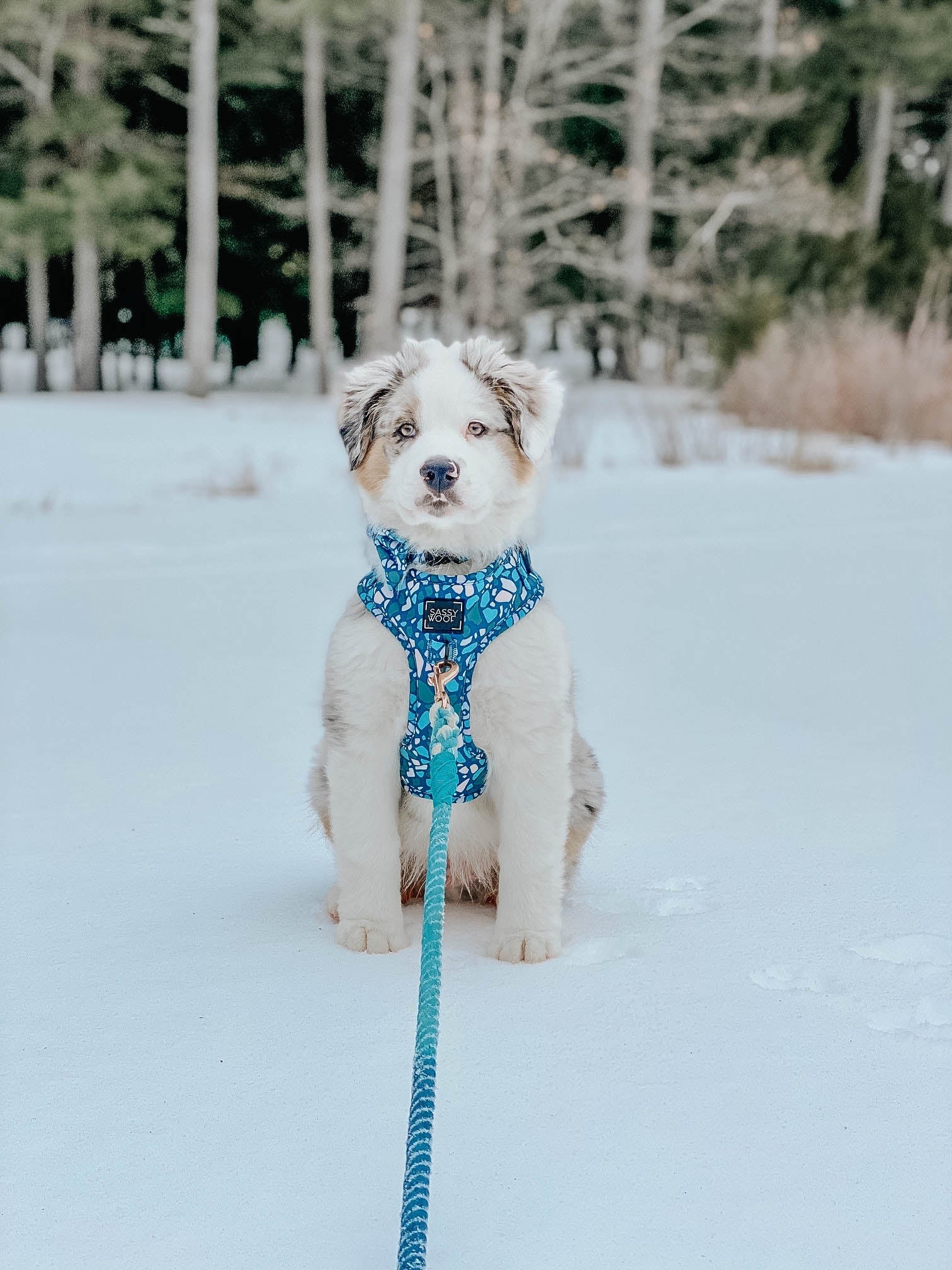 INFLUENCER_CONTENT | @GUS_THE_AUSTRALIANSHEPHERD