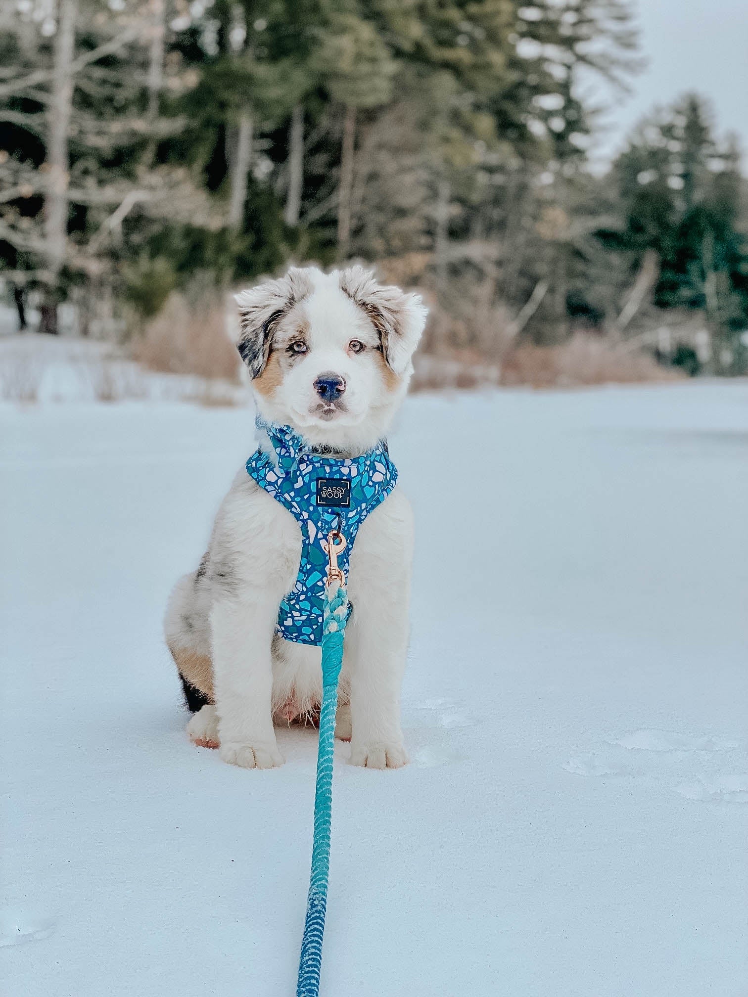 INFLUENCER_CONTENT | @GUS_THE_AUSTRALIANSHEPHERD | SIZE M