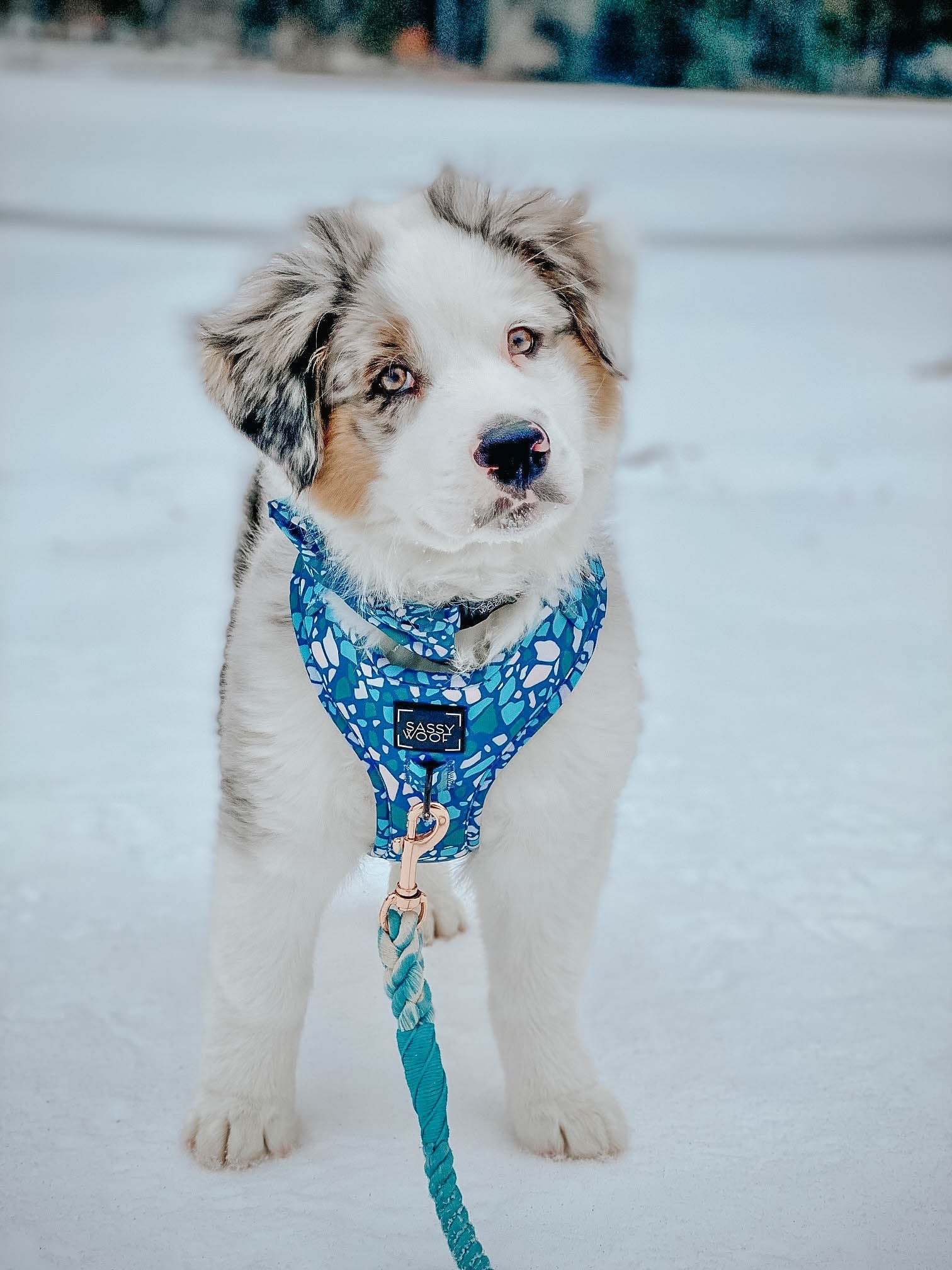 INFLUENCER_CONTENT | @GUS_THE_AUSTRALIANSHEPHERD | SIZE M