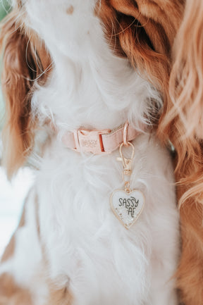 Dog Collar - Pinot