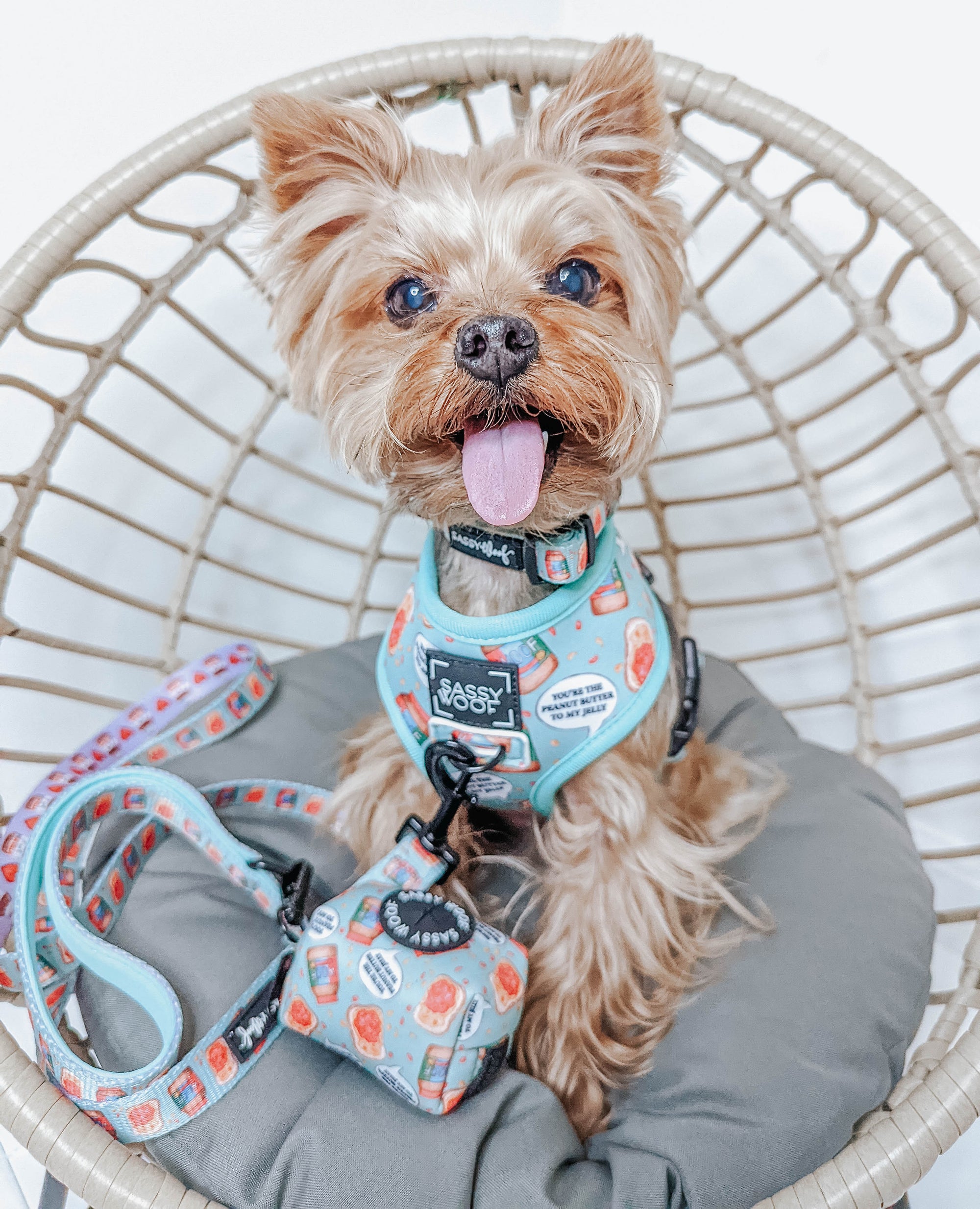 INFLUENCER_CONTENT | @OLIVER_THEYORKIE | SIZE S
