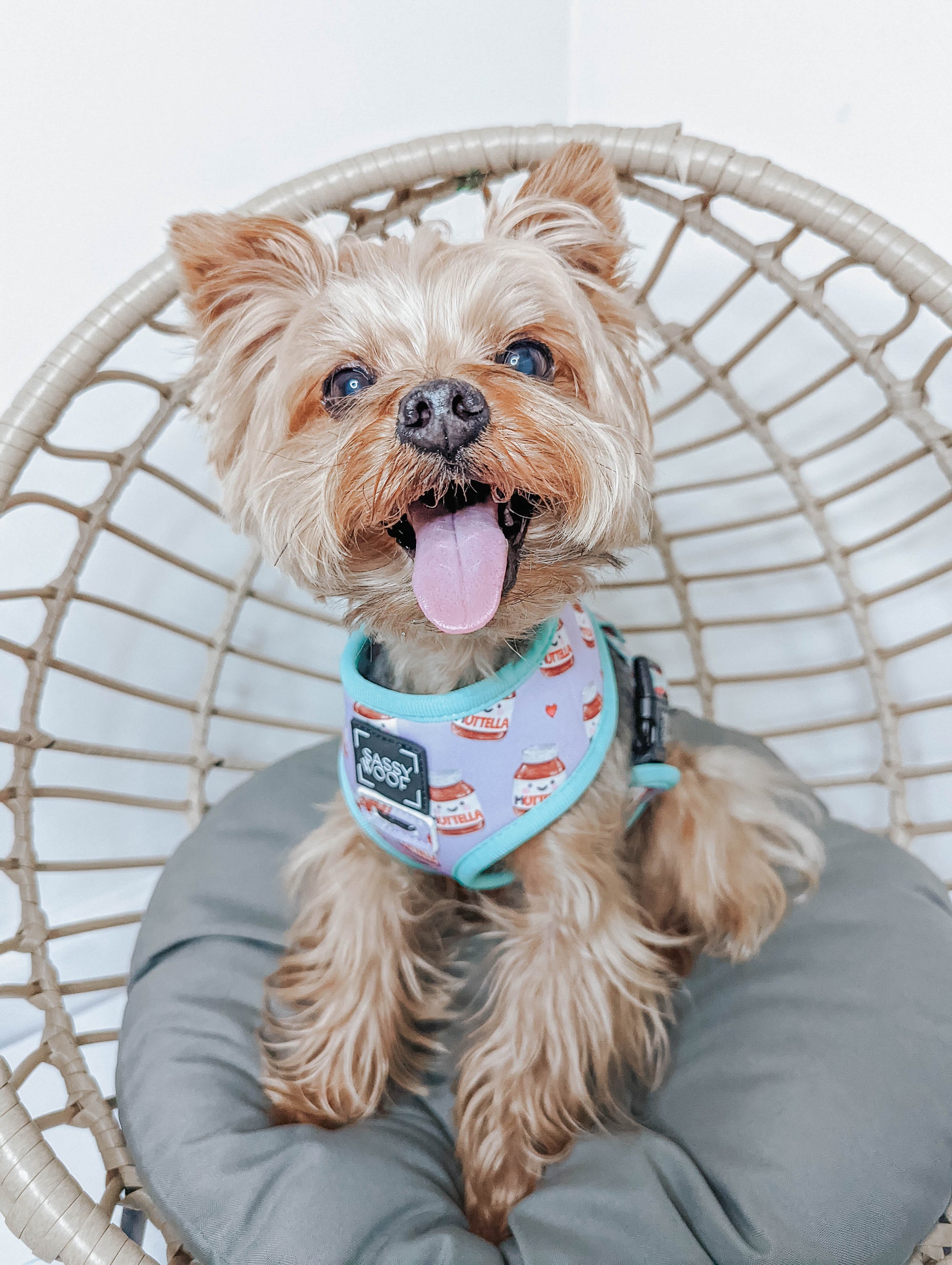 INFLUENCER_CONTENT | @OLIVER_THEYORKIE | SIZE S