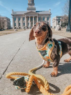 Dog Rope Leash - Lemon Drop