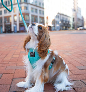 Dog Rope Leash - Ombre Teal