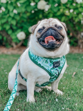 INFLUENCER_CONTENT | @ATOASTYPUG