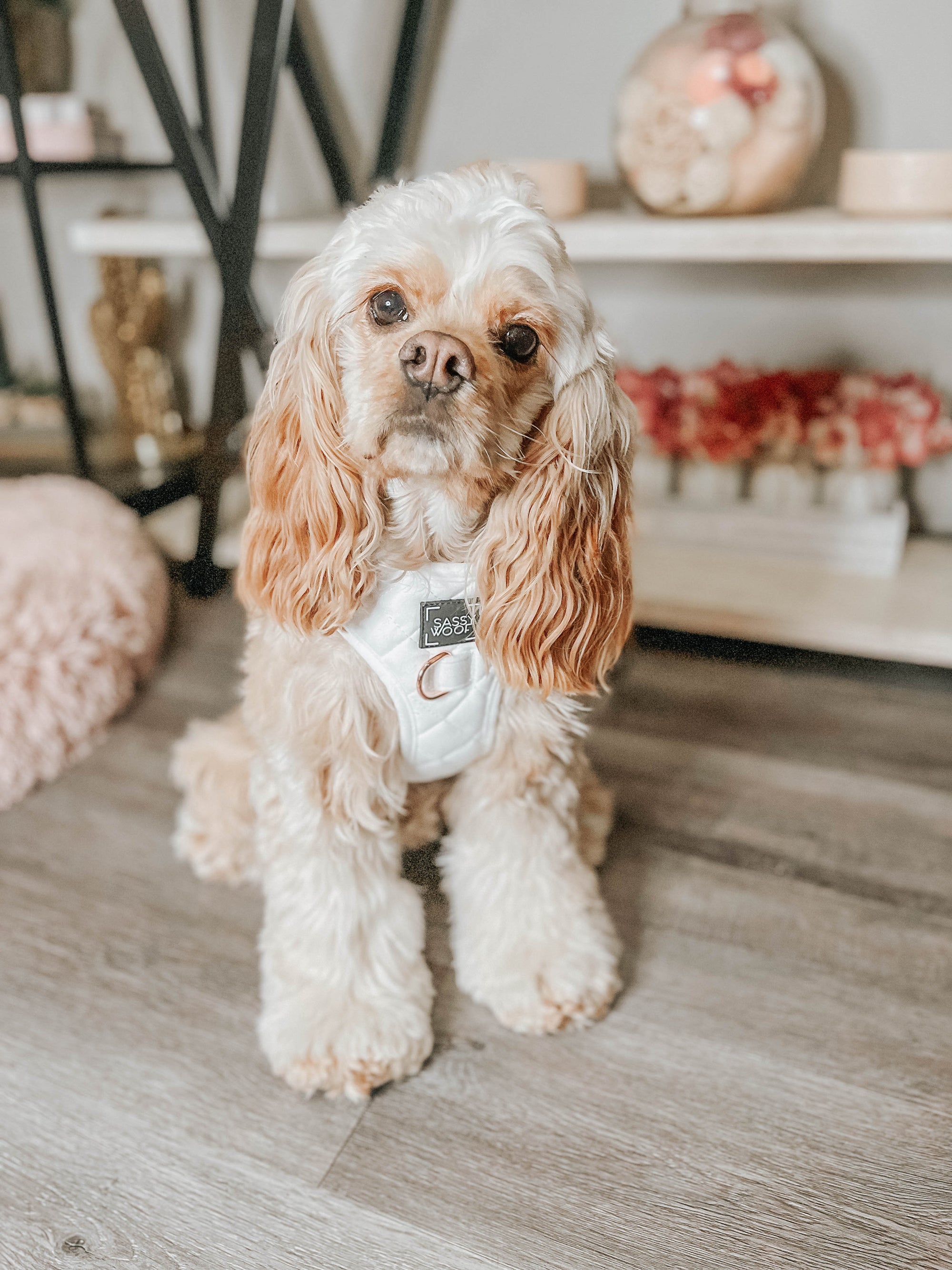 INFLUENCER_CONTENT | @PAISLEY_RAE_THECOCKER | SIZE M