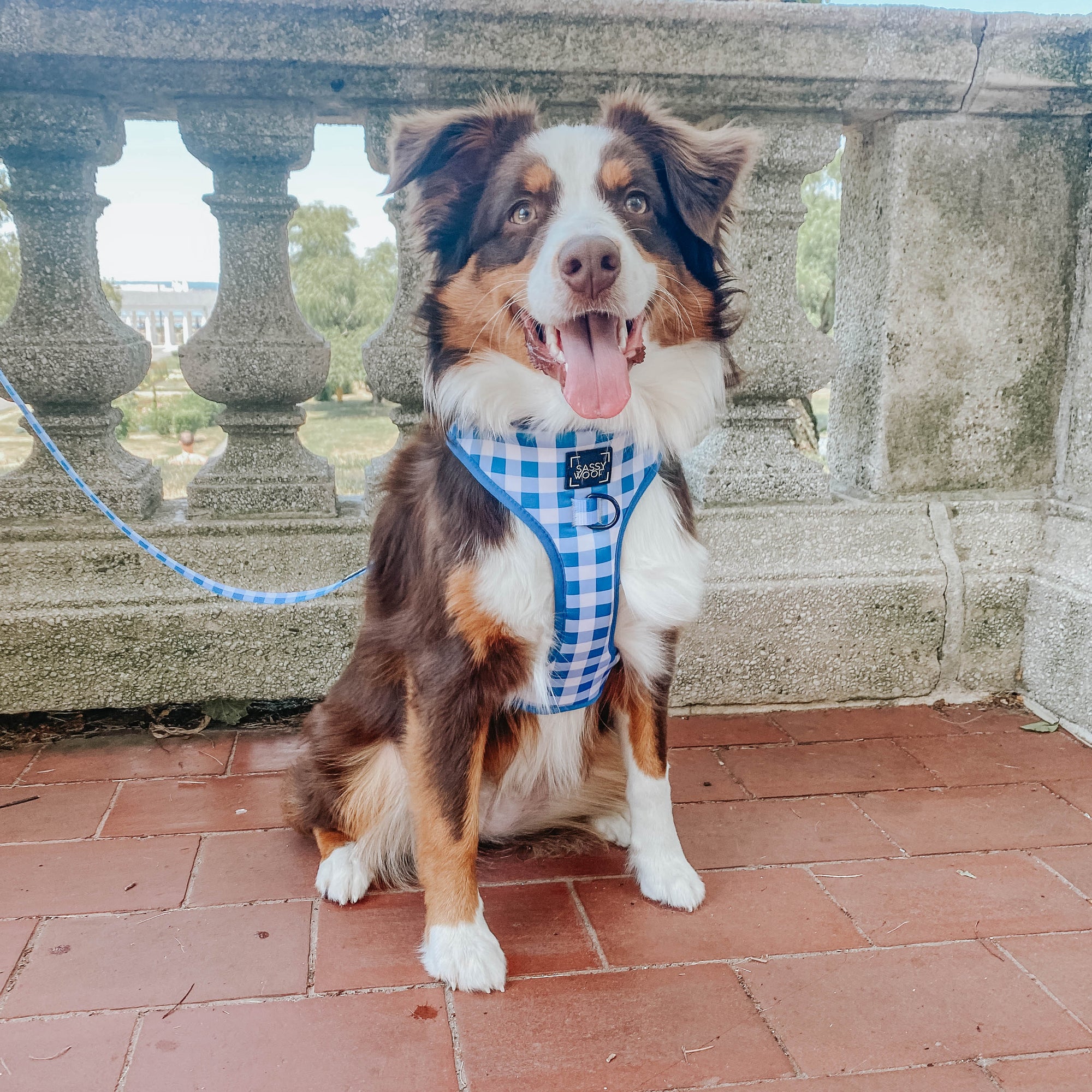 INFLUENCER_CONTENT | @BINGO_THEAUSSIE